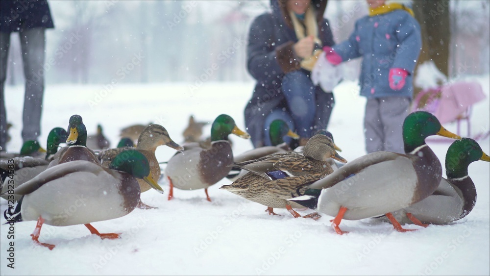 They feed the ducks in the winter in the park. They feed the ducks in the winter in the park.