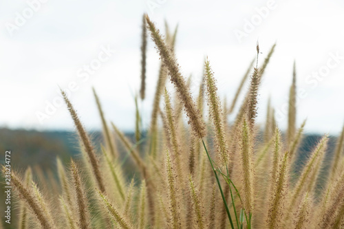 setaceum pennisetum or gramineae grass as blu sky background