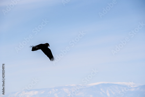 flying raven on a background of blue mountains on a sunny day on the island of Olkhon, Lake Baikal © StockAleksey