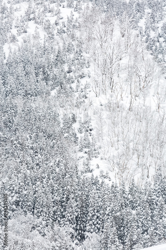 winter Landscape Forest © vichie81
