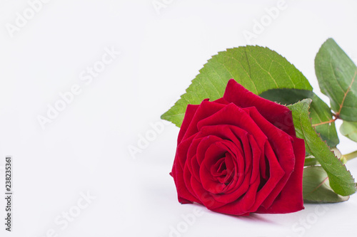 Red rose isolated on white background. Romantic background with fresh rose flower  copy space. Birthday greeting card.