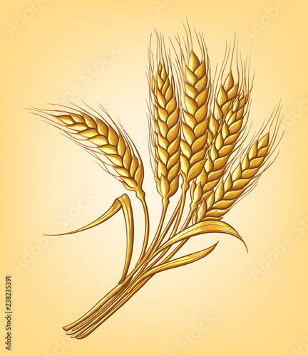 a few ears of wheat on a beige background hand drawing vector illustration sketch