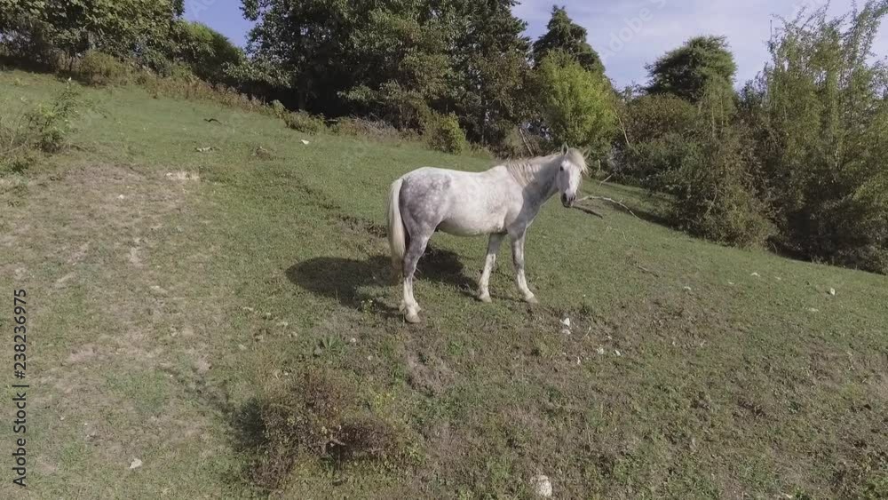 Beautiful view of big healthy white horse is freely grazing in large green grassy pasture on hill on summer sunny day with clear blue sky in countryside farmland of Abkhazia. Beautiful view of big healthy white horse is freely grazing in large green grassy pasture on hill on summer sunny day with clear blue sky in countryside farmland of Abkhazia.