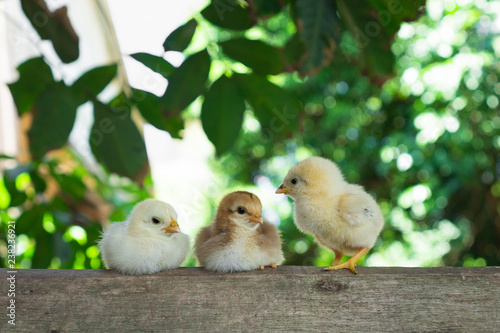 Little chickens brother brown yellow and white color stay on the wood in a farm and blur green nature background, Close up chicks or newborn of chickens but one of three have mouth disease. © Lyslid