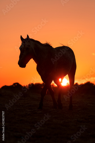 Wild Horse Silhouetted at Sunset