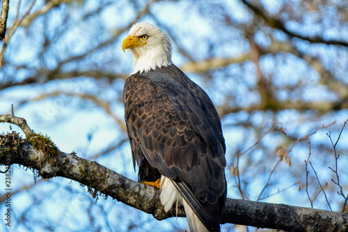 Bald Eagle Sitting in Tree at Squamish BC photo