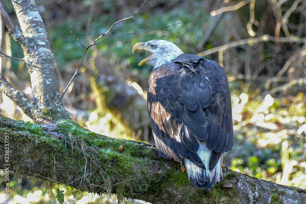Screeching Bald Eagle at Squamish BC Screeching Bald Eagle at Squamish BC