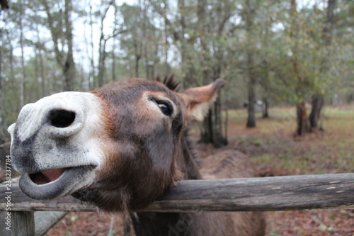 portrait of donkey © rmaish
