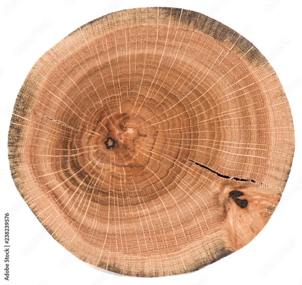 Piece of circular wood slab with cracks and tree growth rings. Oak tree  slice texture isolated on white background Stock Photo | Adobe Stock