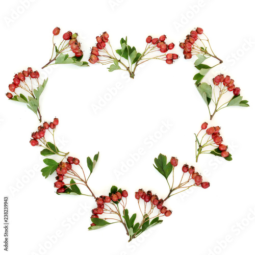 Heart shaped hawthorn berry wreath on white background. Used in herbal medicine to lower blood pressure, improve circulation and help with cardiovascular problems. Very high in antioxidants and viatmi