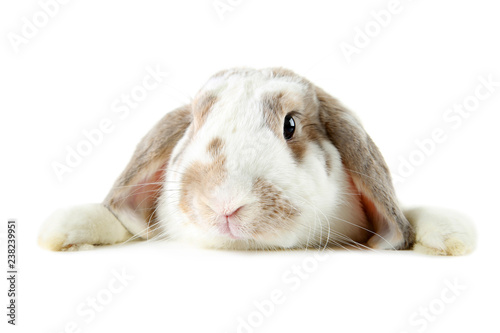 Beautiful rabbit on white background