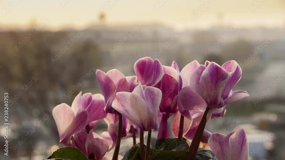 fiori