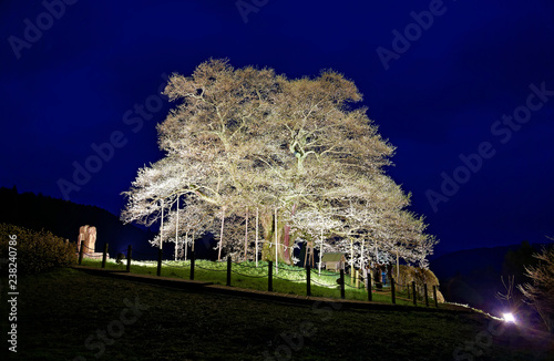 A huge cherry tree lighted up in a spring garden in evening ~ Beautiful Daigo-zakura (Daigo cherry tree) is a 1000-years-old cherry tree in the rural area of Maniwa City, Okayama, Japan photo