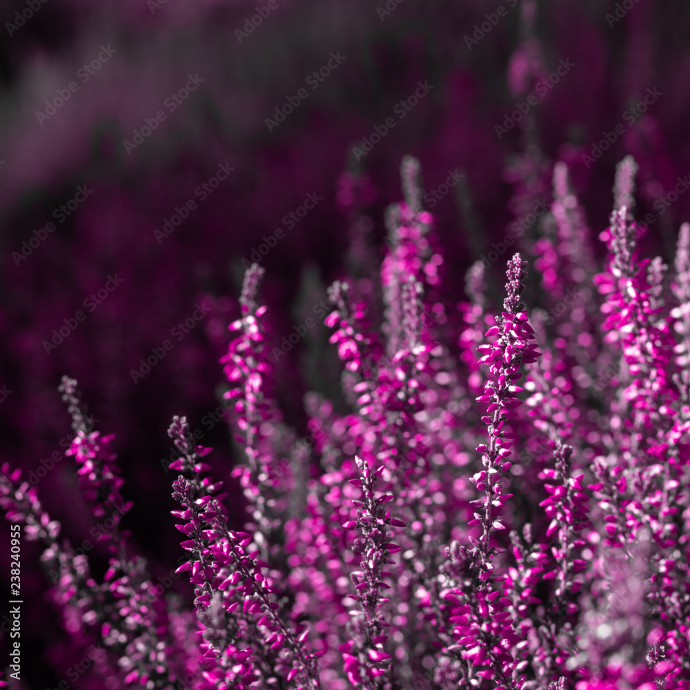 evergreen pink heather blossoms evergreen pink heather blossoms