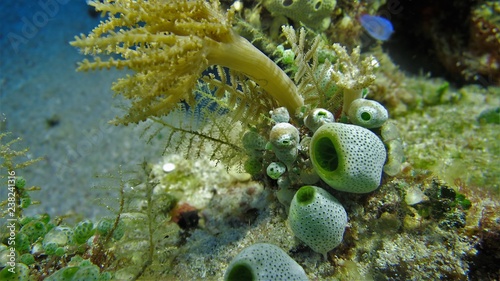 Weichkorallen Sulawesi photo