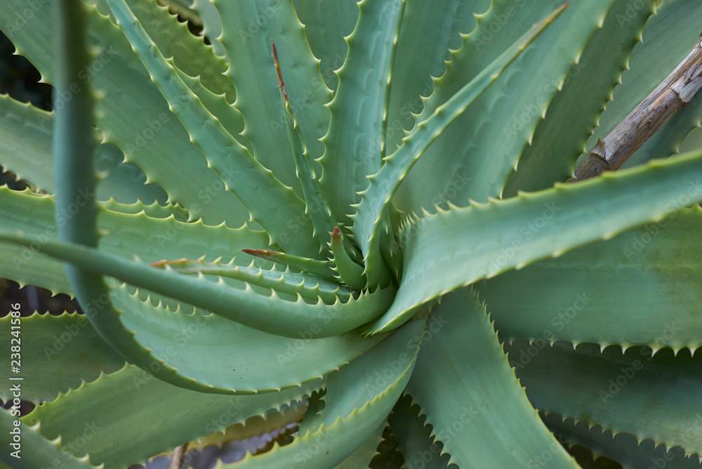 Aloe arborescens Aloe arborescens