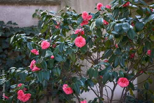 Fototapeta Naklejka Na Ścianę i Meble -  Camellia japonica