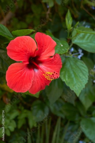 Hibiscus rosa-sinensis