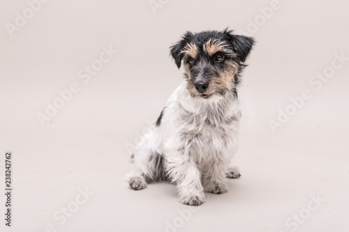Fototapeta Naklejka Na Ścianę i Meble -  Jack Russell Terrier dog is sitting and isolated on white. 3 years old.
