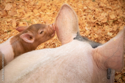 Piglet whispering in a pig ear photo