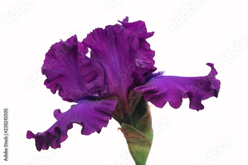 Purple Iris on white background