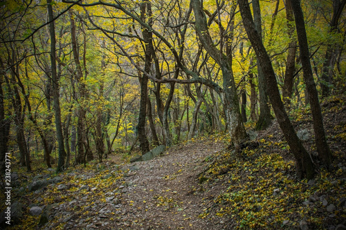 The autumnal forest in the Val Rosandra Nature Reserve in Friuli Venezia Giulia  north east Italy