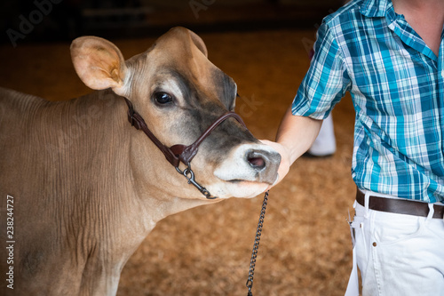 Portrait of a cow being led by a farmer
