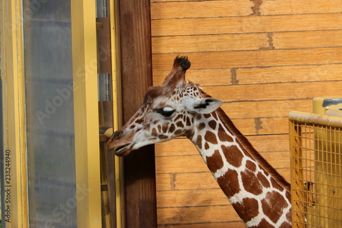 Photography giraffe in zoo
