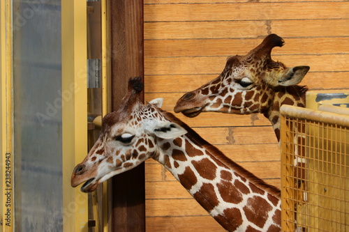 Photography giraffe in zoo