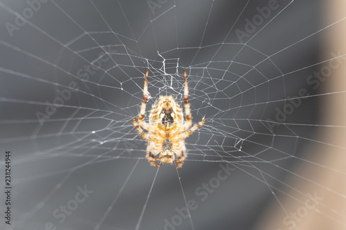 Close up of a spider in the middle of his web.
