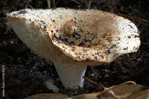 Milk mushroom - Lactarius resimus - in the autumn deciduous forest photo