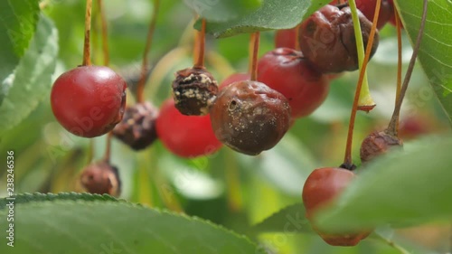 Rotten ripe cherry fruit hang on tree branch, damaged culture of farm diseases. Green leaf.