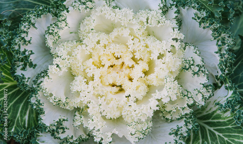 Macro view Brassica oleracea decorative cabbage plant. Shallow depth of field