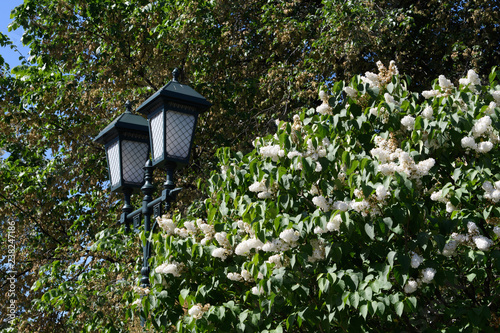 Stylish street lamp in retro style on the background of blooming bushes of white lilac.