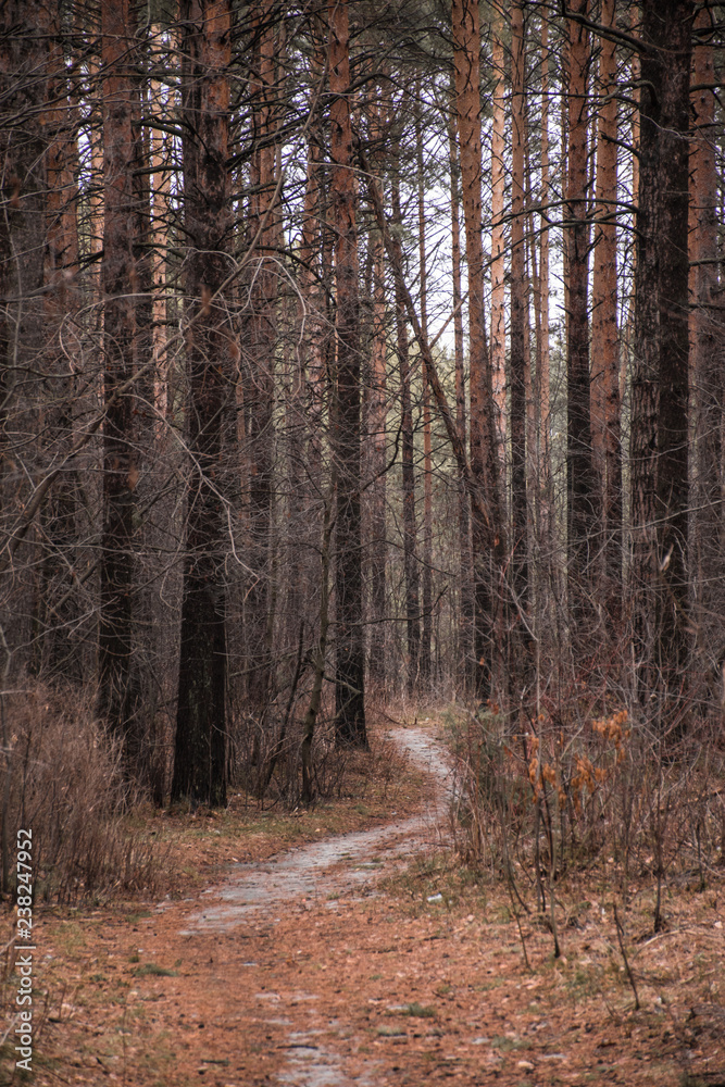 Obraz premium Autumn forest path