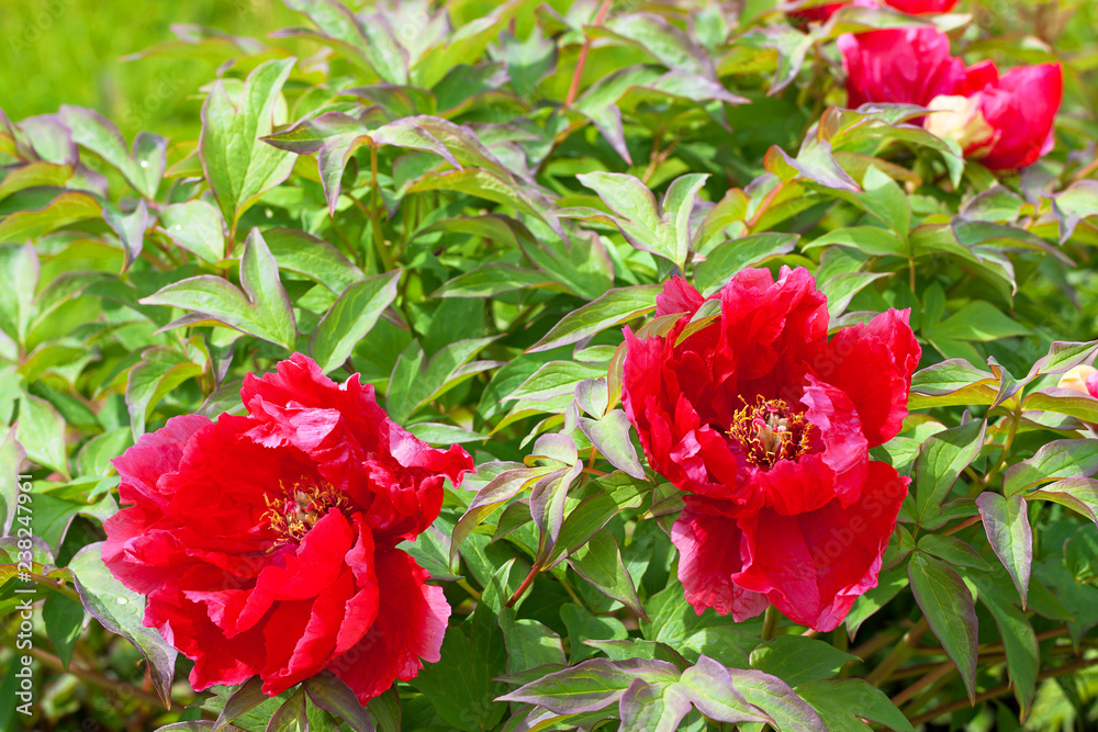 red peonies flowering on a bush in garden
