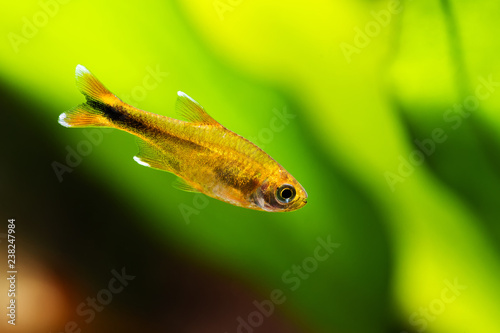 Aquarium fish Silver Tipped Tetra. Macro view orange gold color fish pattern, soft focus, green blurred background photo