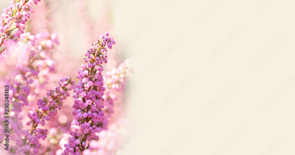 Surreal landscape flowering Erica tetralix small pink lilac plants, shallow depth of field, selective focus photography. copy space - obrazy, fototapety, plakaty 