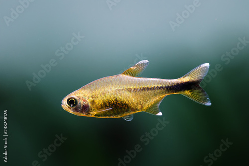 Aquarium fish Silver Tipped Tetra. Macro view orange gold color fish pattern, soft focus blurred background photo