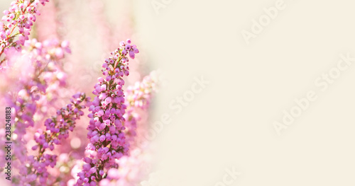 Surreal landscape flowering Erica tetralix small pink lilac plants  shallow depth of field  selective focus photography. copy space