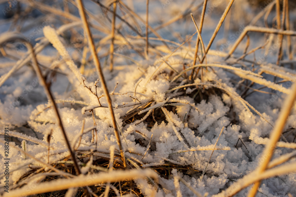 frozen nature details. tree branches and grass in snow