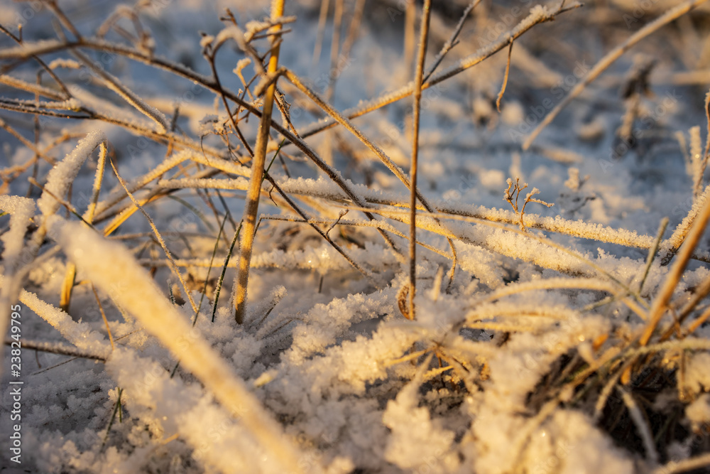 frozen nature details. tree branches and grass in snow frozen nature details. tree branches and grass in snow