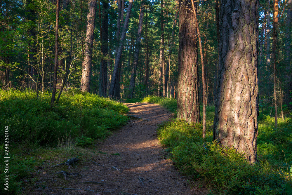 Fototapeta premium tourist hiking trail track in green summer forest