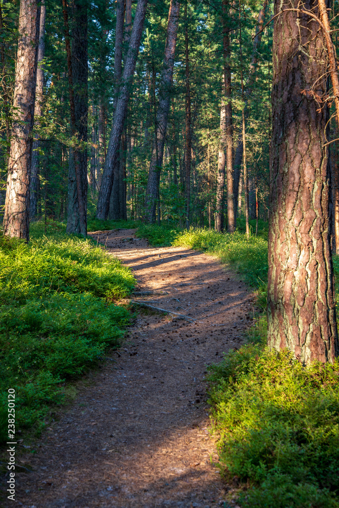 Obraz premium tourist hiking trail track in green summer forest