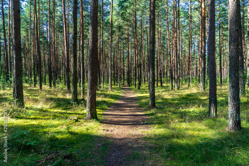 Fototapeta premium tourist hiking trail track in green summer forest