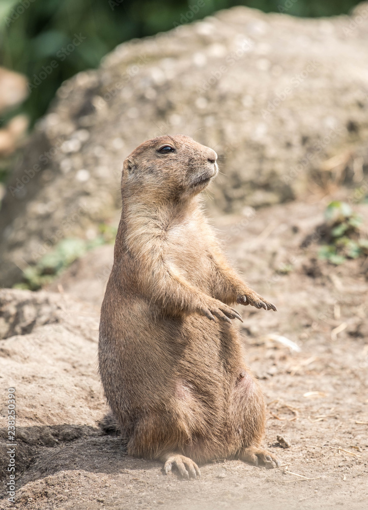 Prairie dog standing upright Prairie dog standing upright