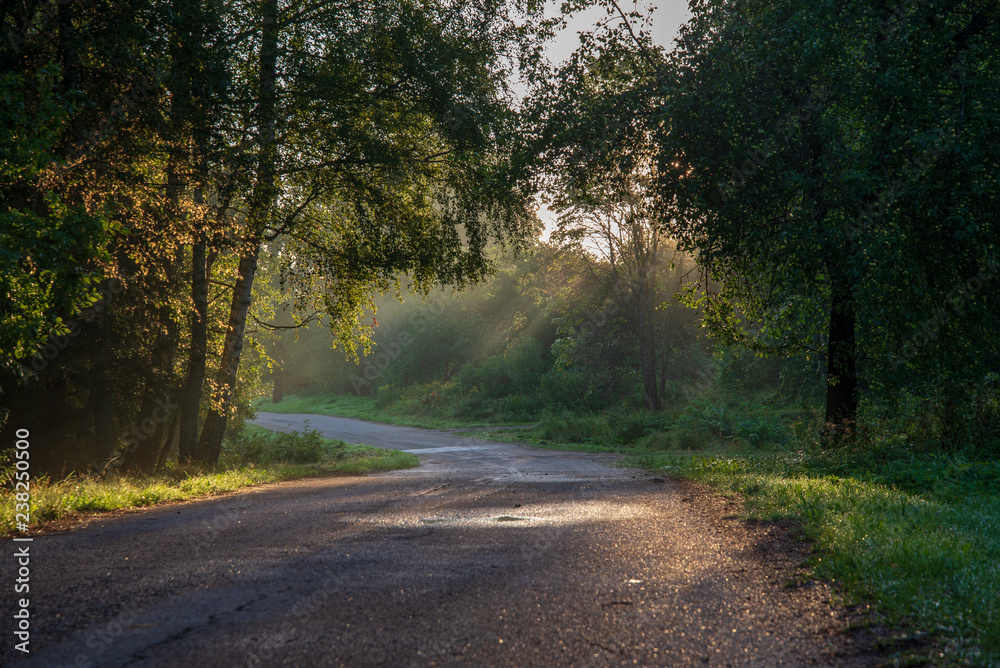 Fototapeta premium beautiful morning sun light shining through the trees on the road, sun rays