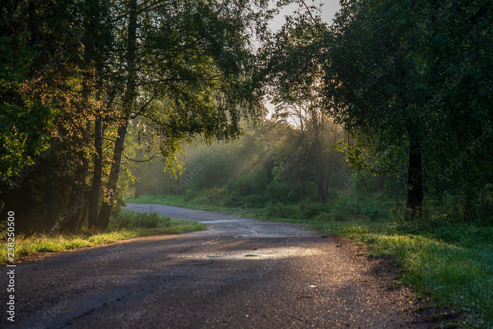 beautiful morning sun light shining through the trees on the road, sun rays