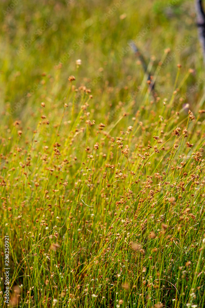 swamp vegetation close up with grass bents and foliage