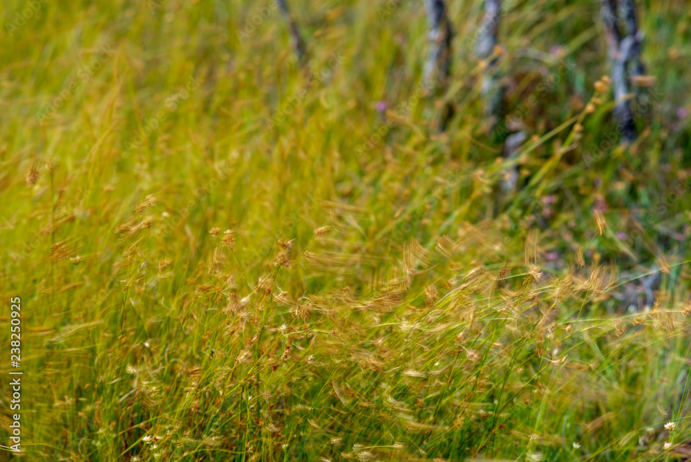 swamp vegetation close up with grass bents and foliage swamp vegetation close up with grass bents and foliage